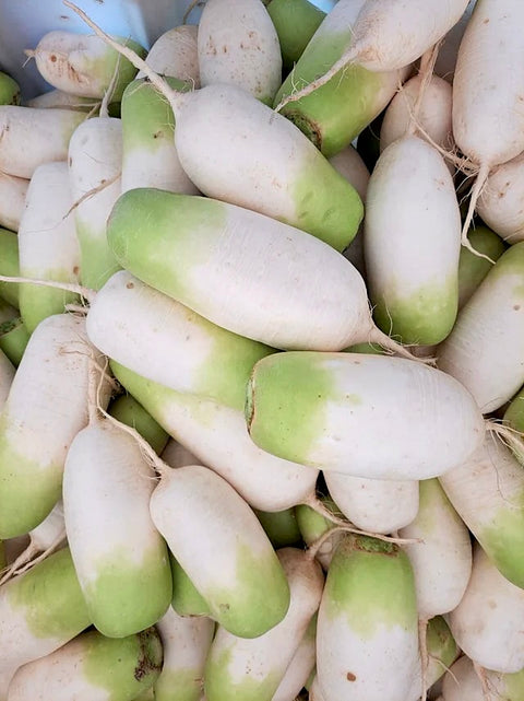 10kg of Joseon radish grown healthily under the clear skies of Melbourne, Australia