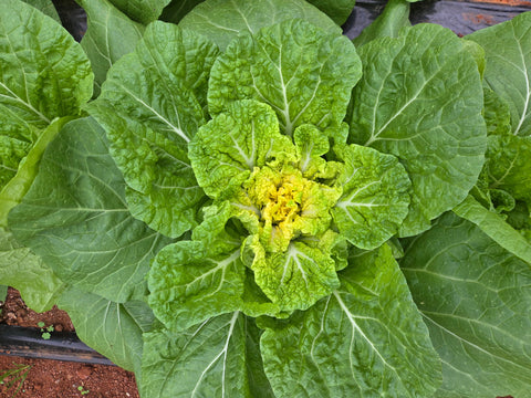 [New] Make fresh geotjeori with seasonal bomdong.